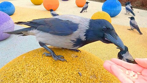 Hand Feeding My Favorite Hooded Crow on a Yellow Concrete Ball