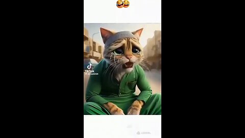 cute cat funny video saying cartoon videos