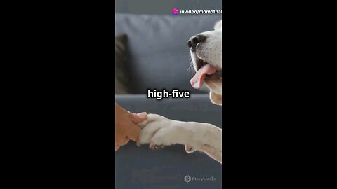 teach your dog to high five in 60 seconds