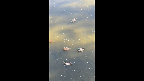 Mallard Ducks 🦆 Are All Swimming