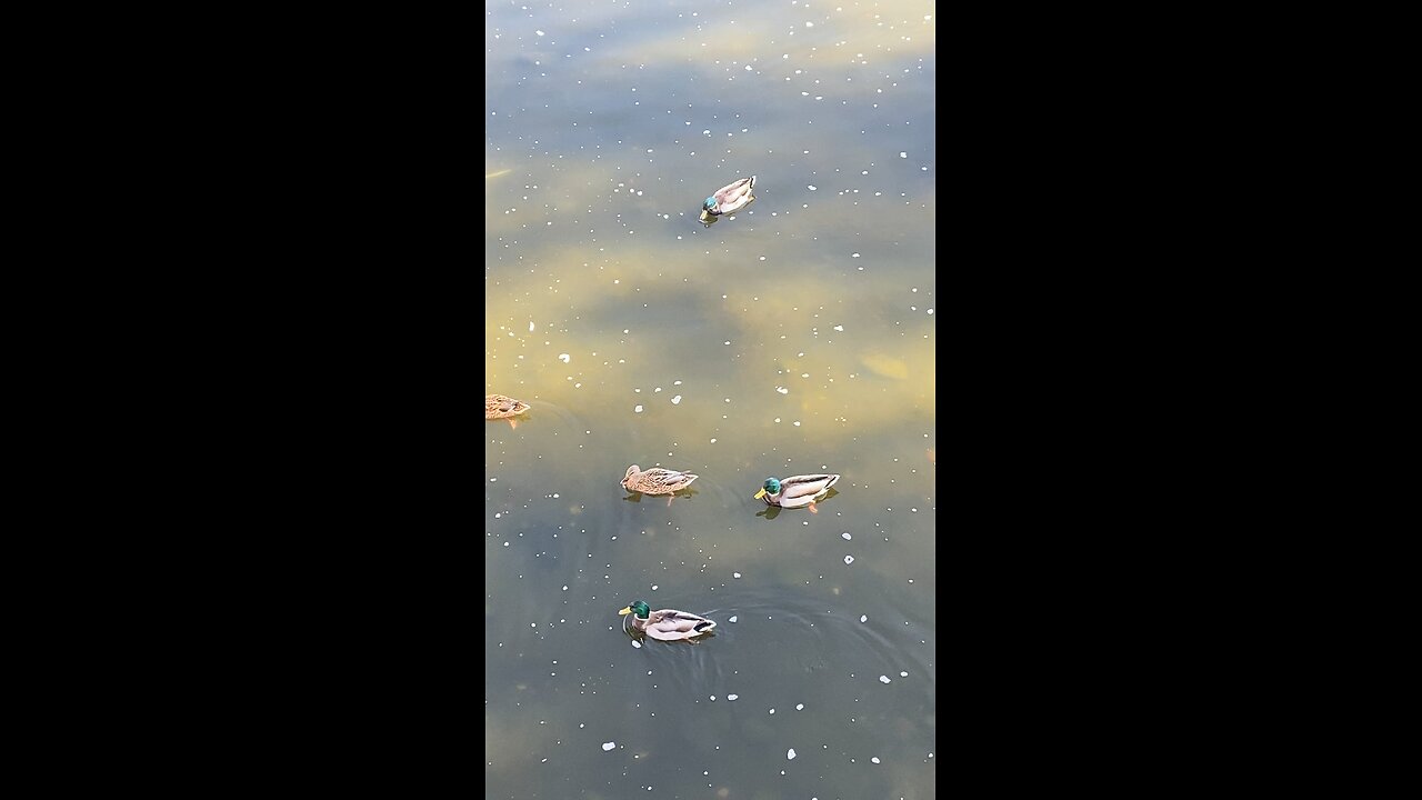 Mallard Ducks 🦆 Are All Swimming