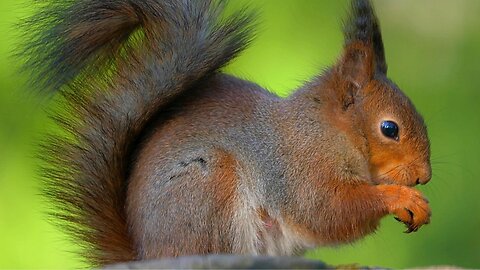 It's Peanut Time for the Red Squirrel on a Tree Stump