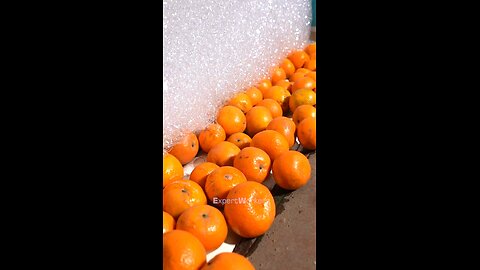 From Orchard to Market: How Oranges Are Picked, Polished, and Packed for You! 🍊✨