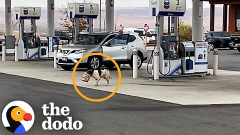 Stray Dog Was Living On Stolen Starbucks In The Grand Canyon | The Dodo