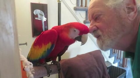 PARROT SAYS HELLO TO DAD, HER FIRST LOVE 🦜 😍