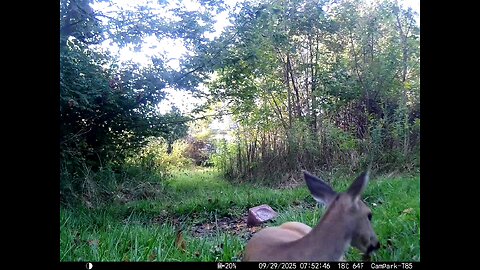 Deer Cam 09 29 2025 Yearling Leaving Bed In Front Of Game Cam Trail Camera