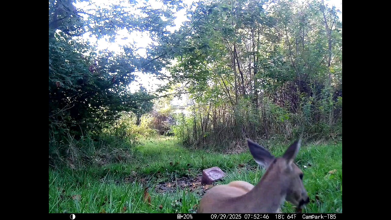 Deer Cam 09 29 2025 Yearling Leaving Bed In Front Of Game Cam Trail Camera