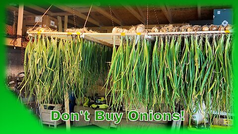 12 Months of Fresh Onions From Your Garden