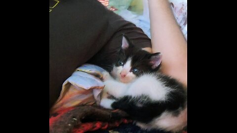 Kitten