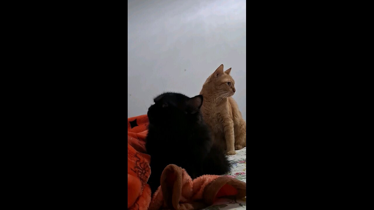 black cat