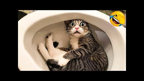 Funny Cats Videos Clips😂|| Funny Moments Cats And Dogs