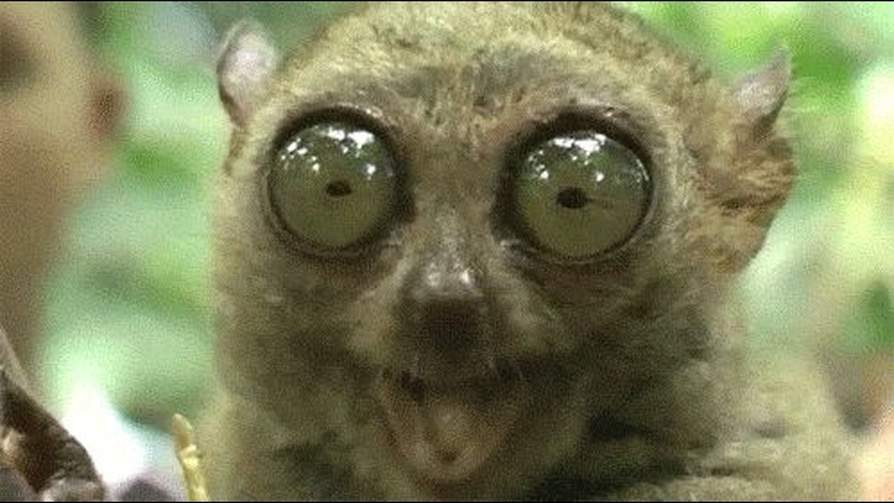 MASS LAYOFFS OCCURING NOW & ILLEGALS LOOSE WELFARE IN 3 DAYS - CHAOS