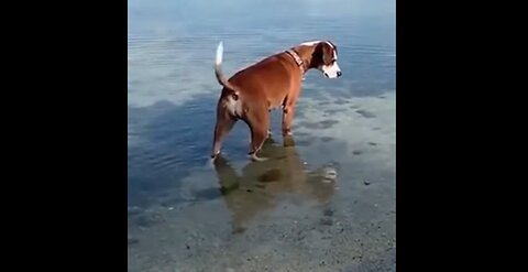 Dog Goes Fishing Using It's Helicopter Tail
