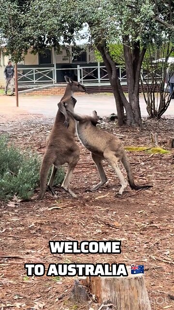 Kangaroos fighting