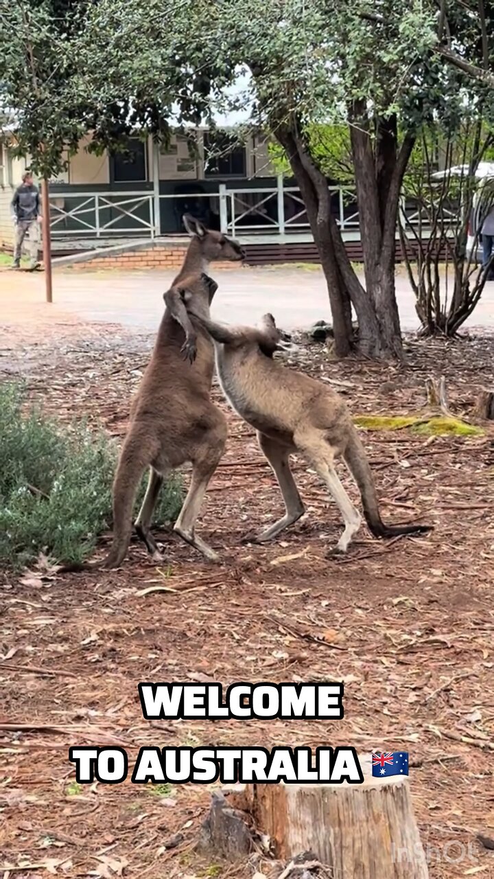 Kangaroos fighting