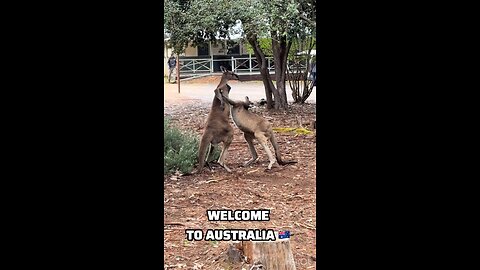 Kangaroos fighting