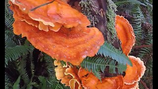 Part one: My hike into my favorite Chanterelle mushroom patch.
