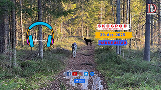Skogpod 29. desember 2025