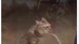 Kitler