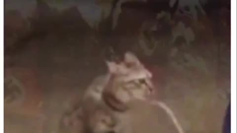 Kitler