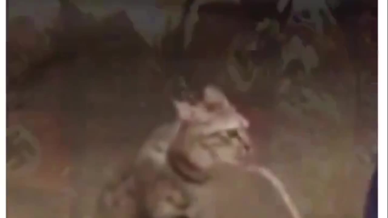 Kitler