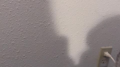 Casper The Cat Attacks Shadows