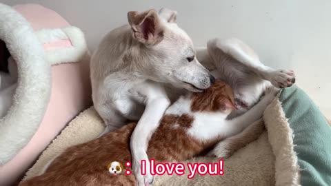 So funny! The mother rabbit mistook the white kitten for her baby! The hen was shocked! Super cute!