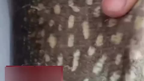 😮🐟 Guys Catch a Fish with a Surprise in Its Stomach! | FeedMyCuriosity