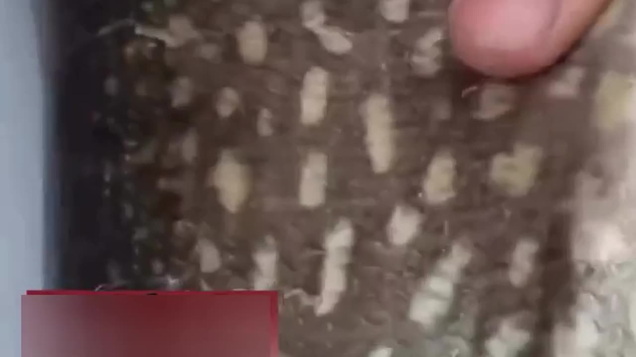 😮🐟 Guys Catch a Fish with a Surprise in Its Stomach! | FeedMyCuriosity