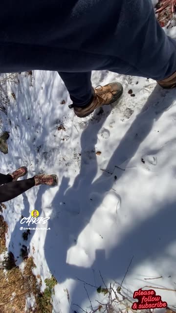 THE ANTS GO MARCHING!