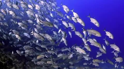 Incredible Wildlife in Stunning 16K HDR 120fps Dolby Vision