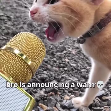 Funny Cat videos meowing memes cute