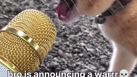 Funny Cat videos meowing memes cute