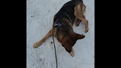 Virgil german shepherd.