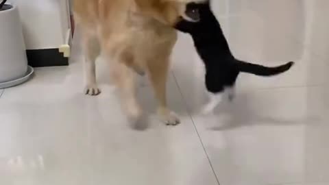 ​"Angry Caracal Hissing on Fridge - Viral Animal Video"