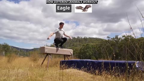 funny animals