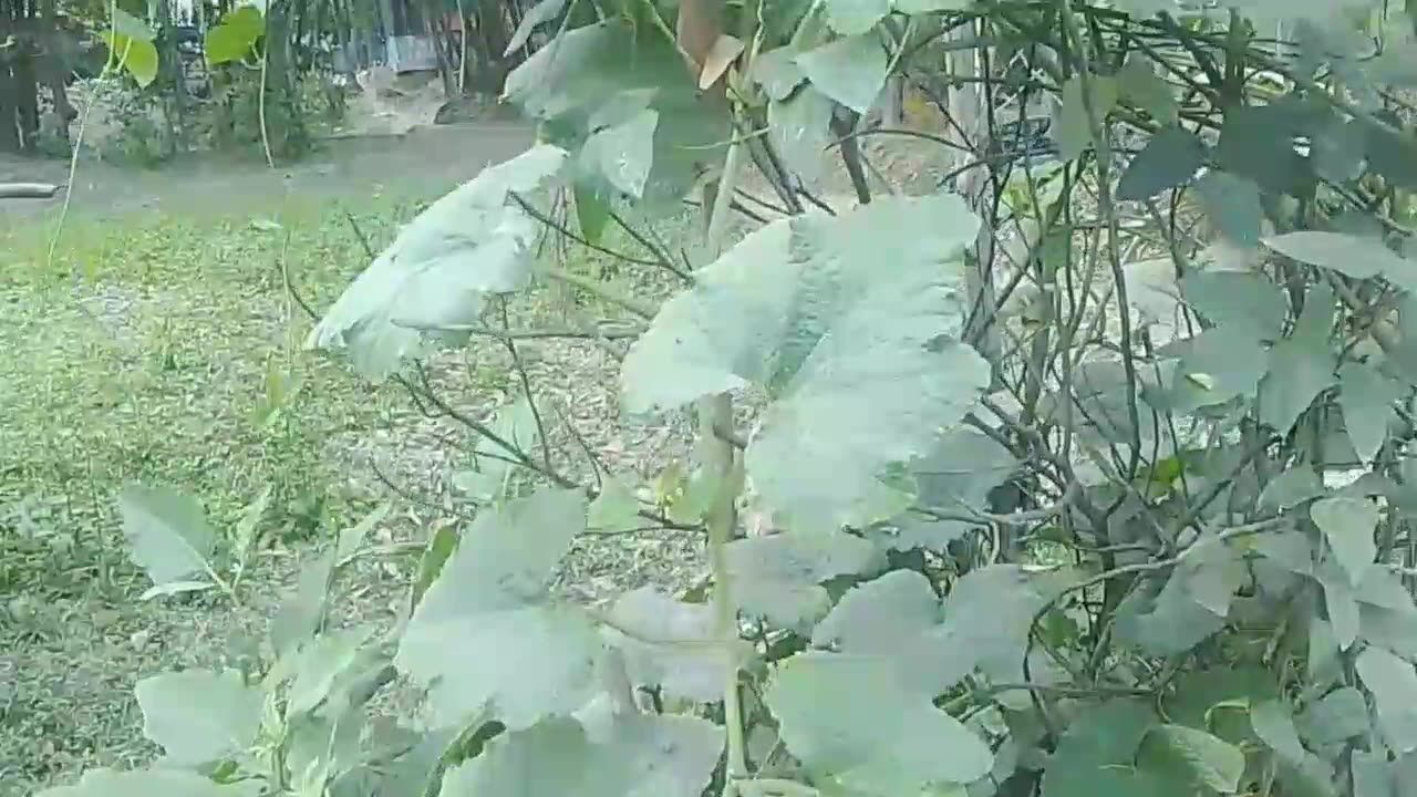 Sweet pumpkin plants growing in the ground .