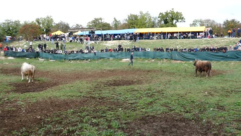 Bijeli od Stare Murve vs Holandez od Braće Bralić Šestanovac 2025