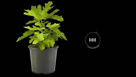 37 bienfaits des feuilles de figuier