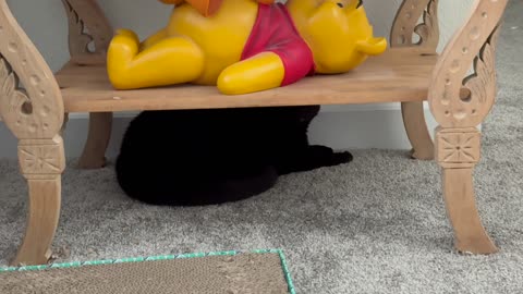 Cute Precious Piper Finds Another Great Hiding Place - My Adopted Shelter Cat Vlog 
