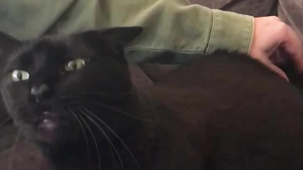 Cat Licks Air While Being Scratched