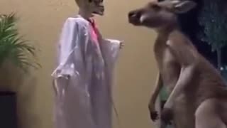 🦘🤯 My Kangaroo People NEED ME! | FunFM