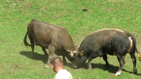 Zekonja od Pračalića vs Golub od Srebrenice Vlasinje 2025
