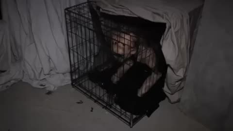 Amazing: We Bought a Dog off the Dark Web.. #scary