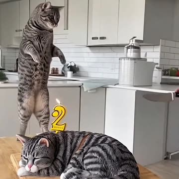 🤣 She Cuts a Cat Cake 🍰 — and the Real Cat Totally Freaks Out! 😹 | “Calma, é só bolo!” 🎬