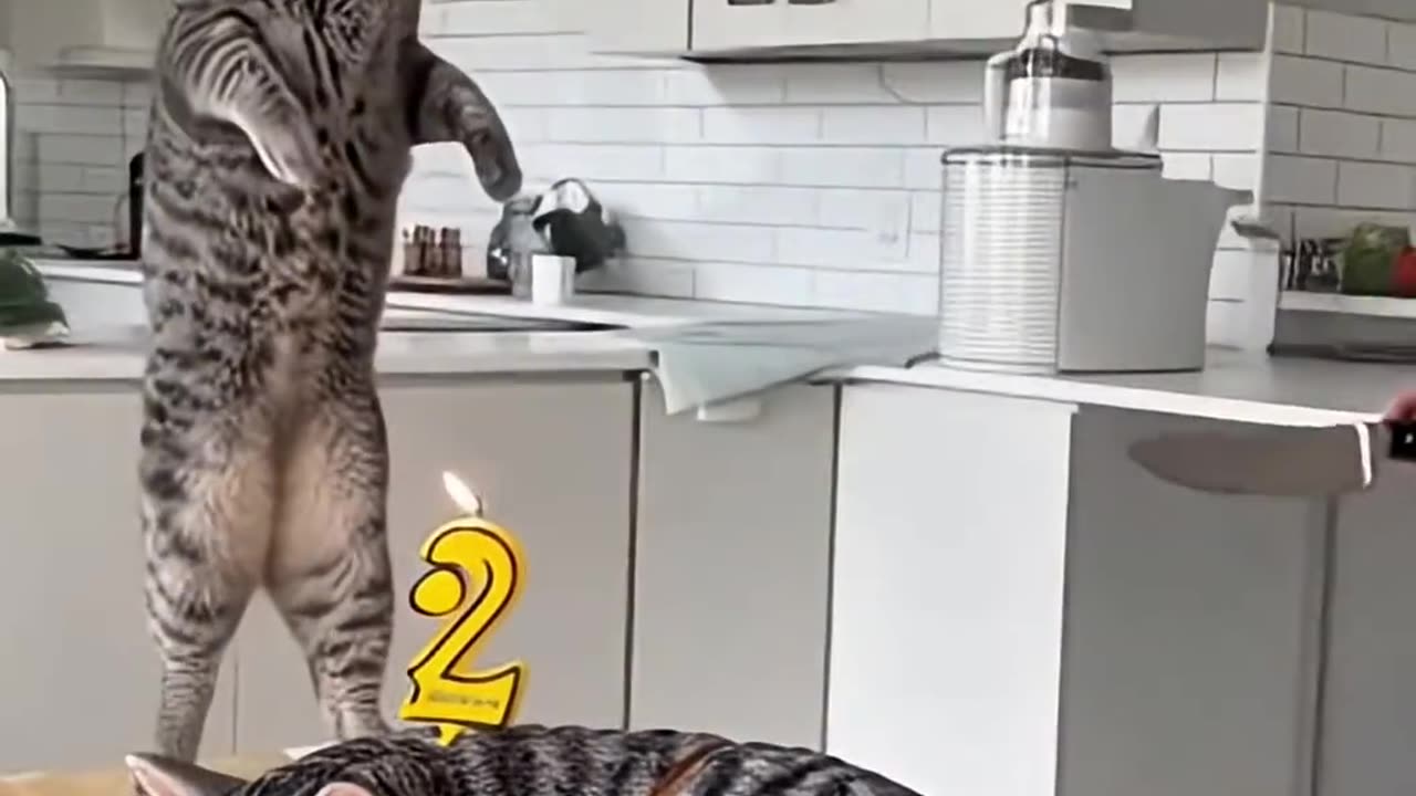🤣 She Cuts a Cat Cake 🍰 — and the Real Cat Totally Freaks Out! 😹 | “Calma, é só bolo!” 🎬
