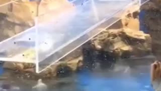 🐧😍 You Won't Believe How Cute These Penguins Are! | FunFM