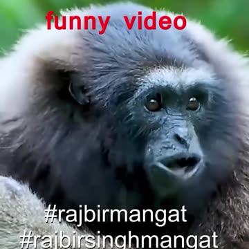 Funny video
