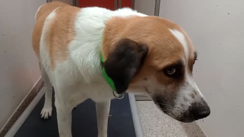 Manatee-dark tan-hides away 1y A878907 Raisa-lite tan 3y A879878 kennel 128 PACC shelter 20251008603