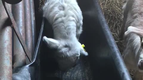 squeaks of confusion